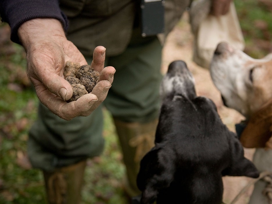 Truffle Hunting by Fun in Tuscany Tour